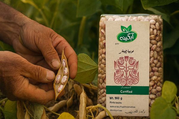تصویر تبلیغاتی برداشت لوبیا چیتی ارگانیک آبگینه
